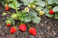 History, Global Production, and Key Varieties of Strawberries