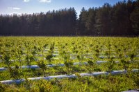 How to Cultivate Blueberries Professionally