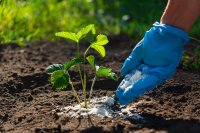 How to Fertilize Strawberry Plants