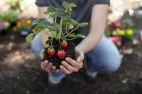 How to Grow Strawberries in Your Garden or Balcony