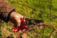 How to Prune and Train Blackberries