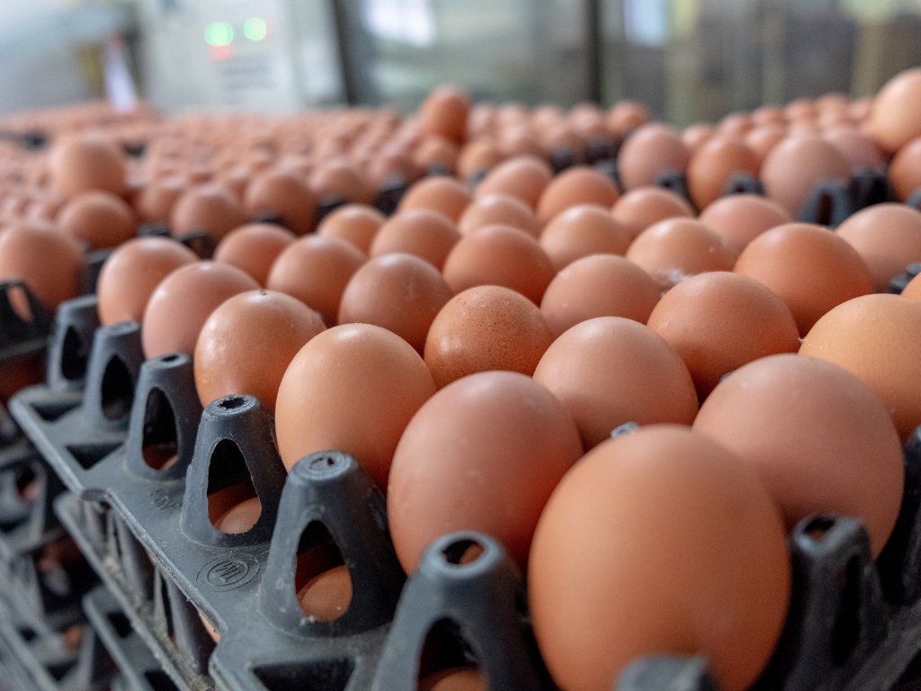 Klassifizierung, Kennzeichnung und Etikettierung von Eiern
