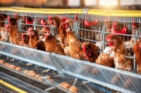 Managing Diarrhea in Poultry: Causes, Symptoms, and Effective Prevention Strategies