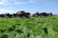 Novel Approaches to Feed Additive Delivery for Enteric Methane Reduction in Cattle