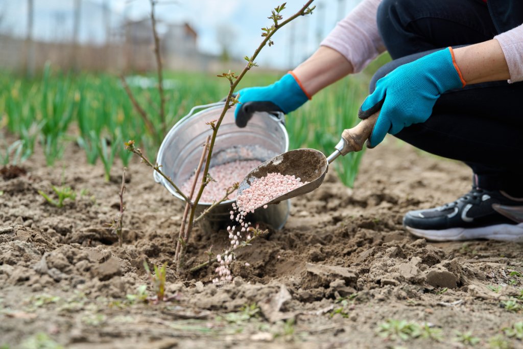 Nutrient Needs and Fertilization of Blackberries