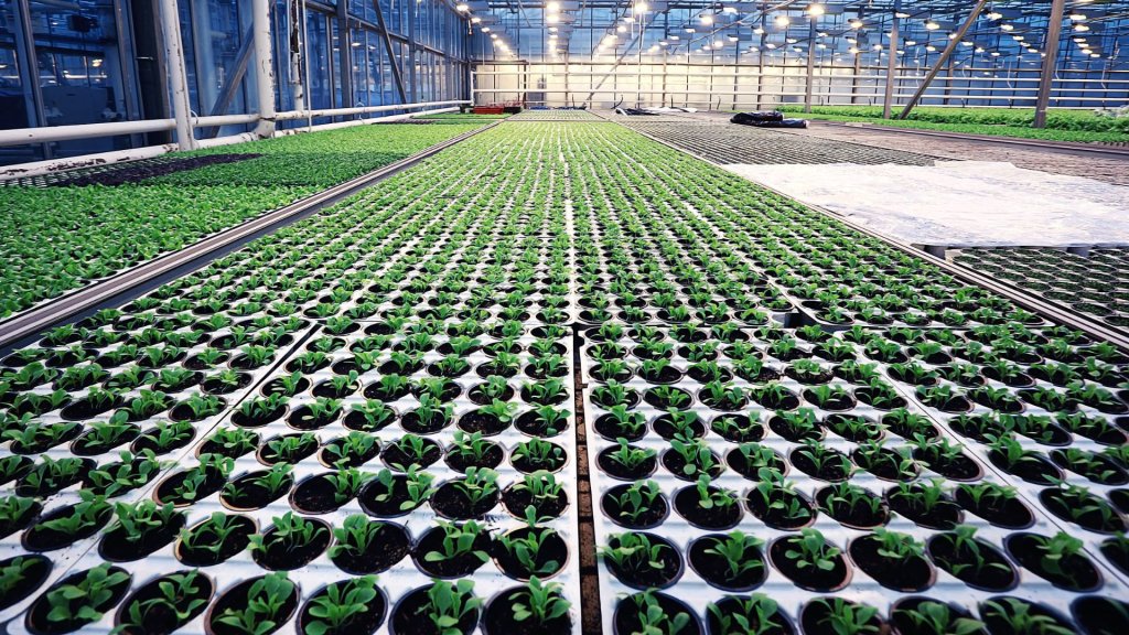 O que é Propagação de Plantas – Tipos e características de material de propagação Sexuada e Assexuada