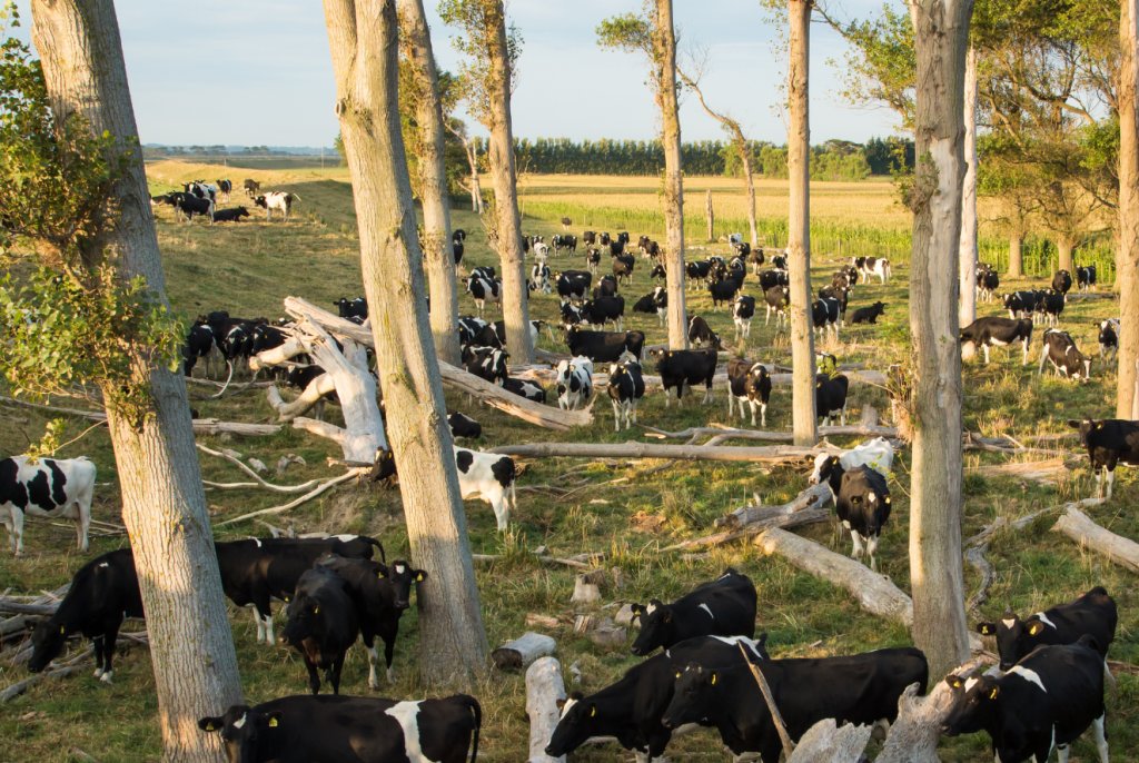 O que é Silvopastura e como os agricultores podem aplicar e se beneficiar dela