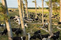 O que é Silvopastura e como os agricultores podem aplicar e se beneficiar dela O que é Silvopastura e como os agricultores podem aplicar e se beneficiar dela