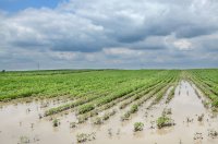 O que é o alagamento (waterlogging)?