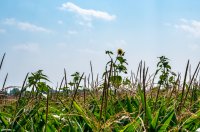 O que é resistência a herbicidas? O que é resistência a herbicidas?