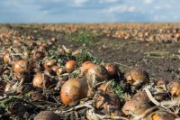 Onion Harvest, Yields, and Storage