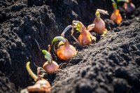 Onion Soil Requirements, Soil Preparation, and Planting