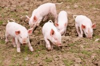 Optimizing Nutrition to Prevent Post-Weaning Diarrhoea in Piglets