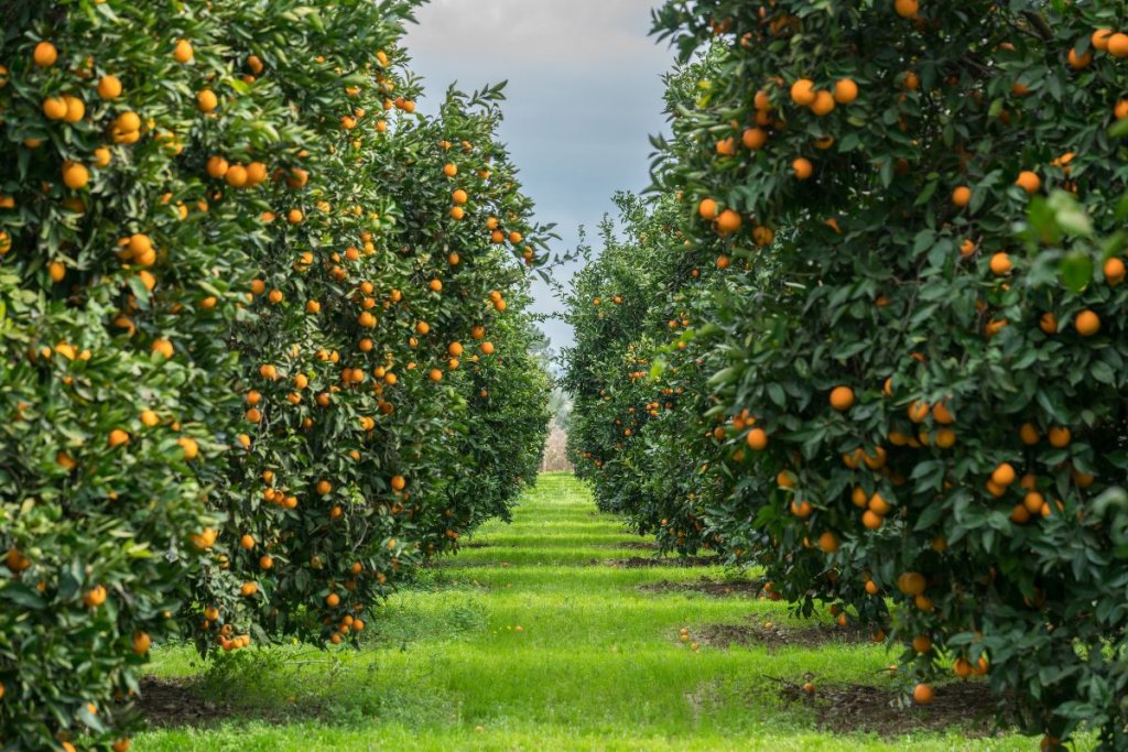 Orange Tree: Information, History, Uses and Global Production
