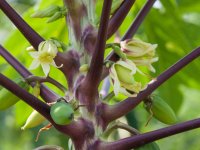 Papaya Çoğaltımı ve Tozlaşması Papaya Çoğaltımı ve Tozlaşması
