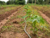 Papaya Yetiştiriciliği için Toprak Hazırlanması, Dikimi ve Bitki Yoğunluğu Papaya Yetiştiriciliği için Toprak Hazırlanması, Dikimi ve Bitki Yoğunluğu