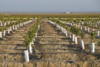 Soil Preparation and Planting of Orange Trees