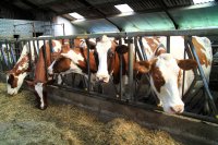 Reducing Methane Emissions from Ruminant Livestock: A Practical Guide for Farmers