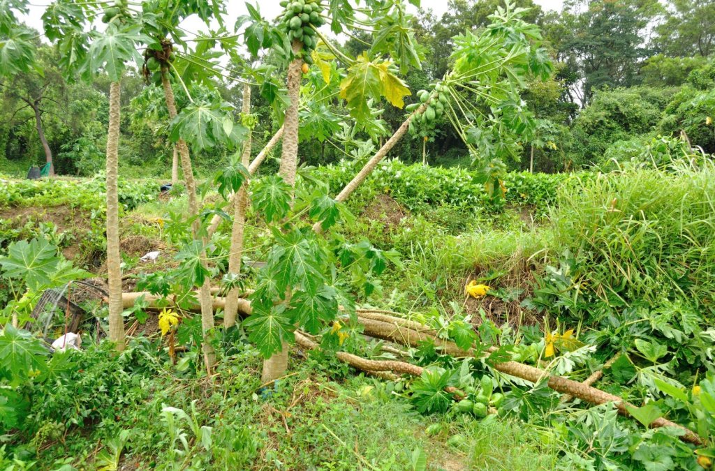 Riscos na agricultura: tipos de desafios que os agricultores enfrentam