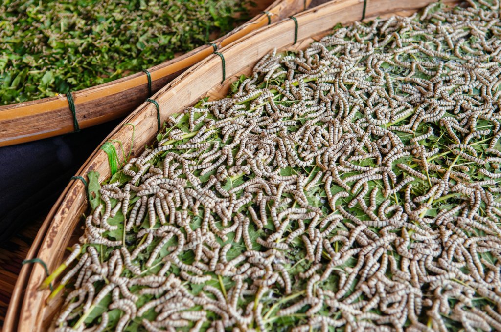 Silkworm Management: Housing and Nutrition