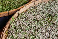 Silkworm Management: Housing and Nutrition