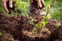 Site Selection, Soil Preparation, and Planting of Blackberries