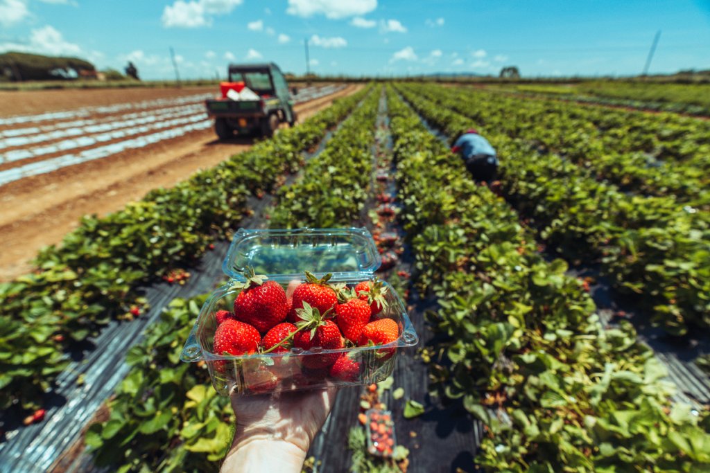 Strawberry Yield, Harvest, and Storage