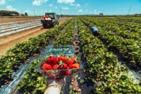 Strawberry Yield, Harvest, and Storage