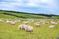 The Link Between Animal Welfare and Productivity: A Kenyan Perspective