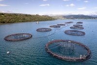 The Most Important Cultivated Marine Species: An In-Depth Overview of Aquaculture