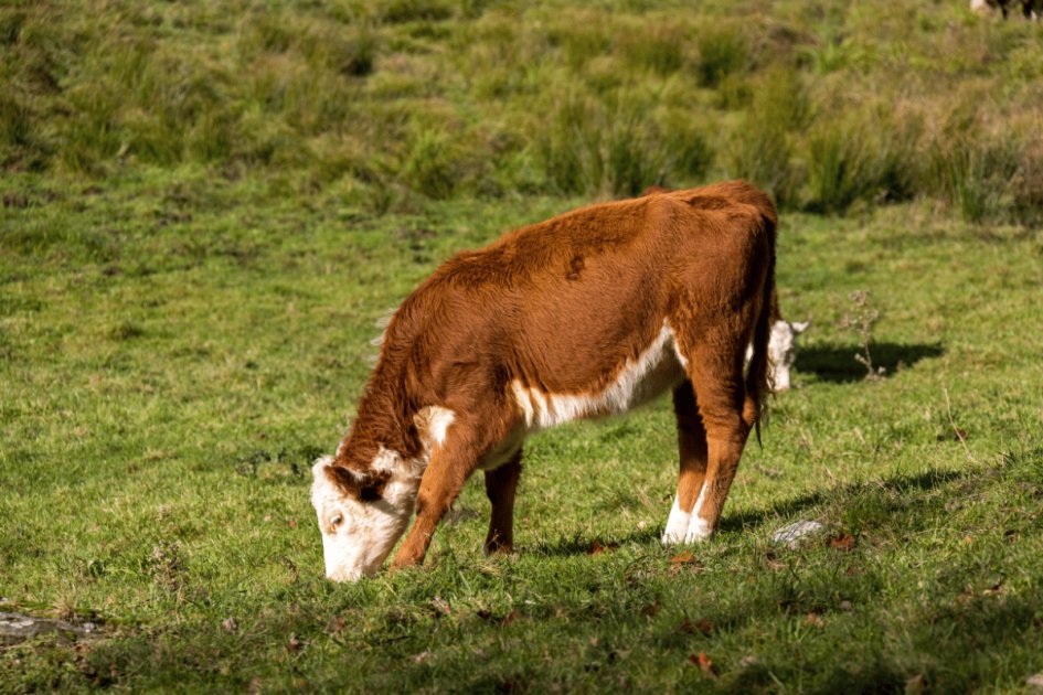 The Role of Fiber in Ruminant Health and Dairy Productivity | Wikifarmer