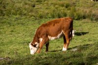 The Role of Fiber in Ruminant Health and Dairy Productivity