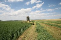 Tropical vs. temperate forages Nutritional composition and fiber digestibility Tropical vs. temperate forages: Nutritional composition and fiber digestibility