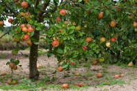 Understanding Maturity Indices for Postharvest Quality in Horticultural Crops