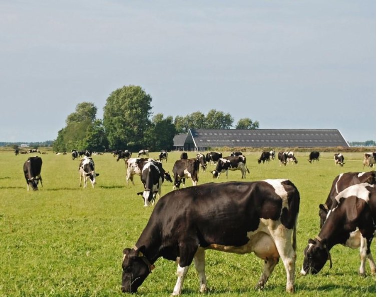 Virtual Fencing for Livestock Management: Effects on Cattle Behavior ...