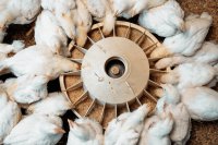 Vitamin E Deficiency in Poultry: Causes, Symptoms, and Treatment