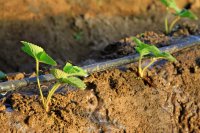 When and How to Irrigate Strawberries
