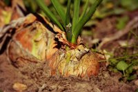 Which Factors Can Affect Bulbing in Onions?