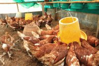 Non-Conventional Feed Sources for Sustainable Poultry Farming Non-Conventional Feed Sources (NCFS) for Sustainable Poultry Farming