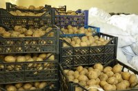 Reducing Food Loss in Nigeria: Strategies for Sustainable Agriculture & Food Security