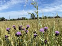 Scaling Up Organic Farming Adoption: Recommendations for Sustainable Growth