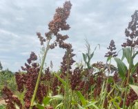 Sorghum Farming in Drylands: A Resilient Alternative to Maize in Laikipia, Kenya