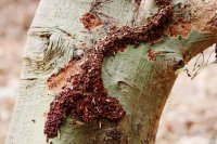 Termites: How to Identify, Prevent, and Control Infestations in Homes & Crops