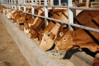 Utilizing Agro-Industrial by-Products in Ruminant Nutrition: A Sustainable Approach to Livestock Farming