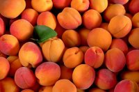 Valori nutritivi, benefici per la salute, usi e aspetti interessanti dell'albicocca