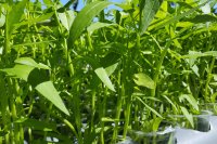 Water-Efficient Capillary Wick Irrigation System for Smallholder Farmers in Africa