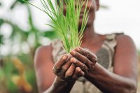 Africa’s Agricultural Transformation: The Road to a $1 Trillion Industry
