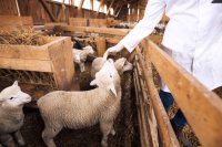 Alternative Veterinary Medicine: Opportunities, Challenges, and Future Prospects