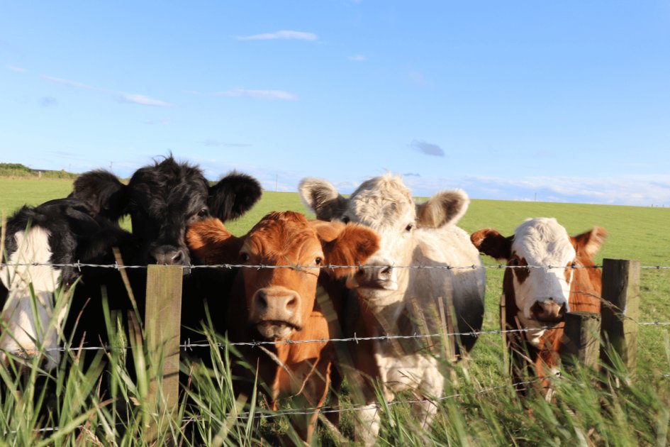Impacts of Rumen Fistulation in Ruminants: Enhancing Production ...