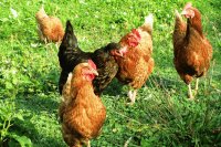The Profit Paradox: Why Raising More Birds Won’t Always Increase Your Profits